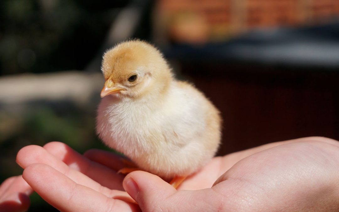Eggs and chicks in the classroom