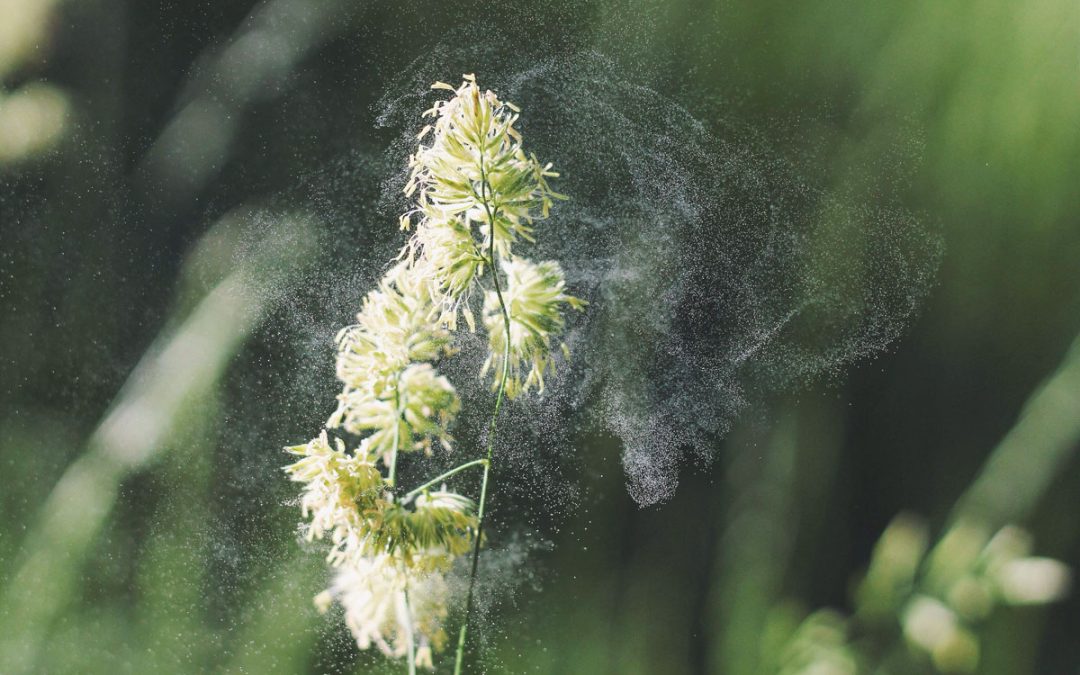 Hay fever and food allergies